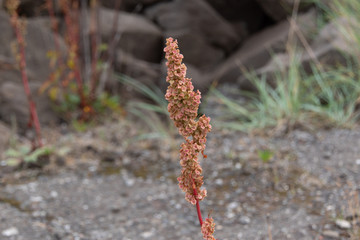 Rumex in Icelandic nature