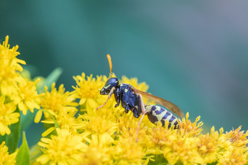 The macro shot of the beautiful fly or the wasp eating nectar on the yellow flowers among the grass in the sunny summer or spring weather