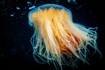 Lion's Mane drifting underwater in the gulf of st.Lawrence © RLS Photo