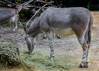 African wild donkey in its enclosure. Latin name - Equus africanus