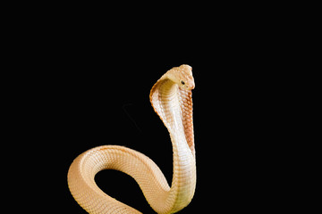 Albino cobra isolated