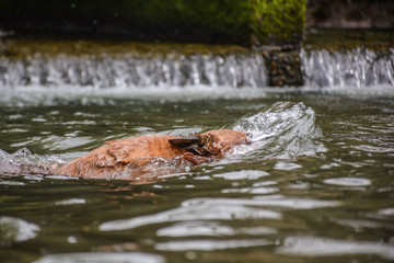dog in the water