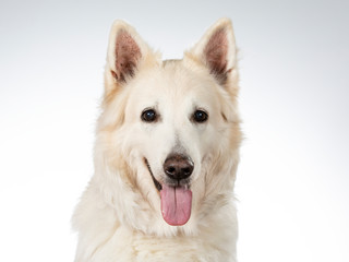White shepherd dog portrait. Image taken in a studio with white background.