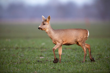 Horizontal side view of roe deer, capreolus capreolus, doe with winter fur walking on a field with mud on hooves in spring. Wild animal in muddy terrain.