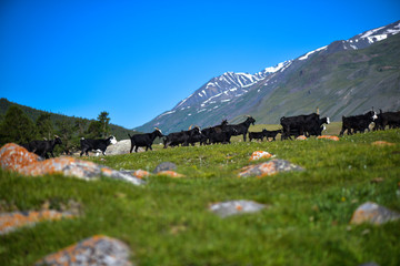 Fototapeta premium Landscape taken from Lake Khoton near the Altai Mountains in Mongolia.