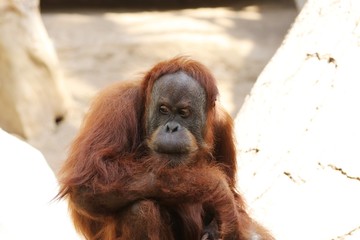 Beautiful Orang-Utan – Hamburg - Germany