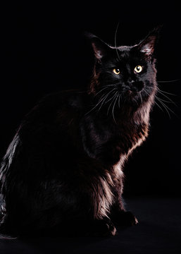 Photo session black pedigreed cats in the studio on a black background. Advertising photoshoot cats. Portrait of a cat in the studio