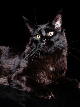 Photo session black pedigreed cats in the studio on a black background. Advertising photoshoot cats. Portrait of a cat in the studio