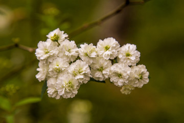 Close up of white flower bouquet against green diffuse background