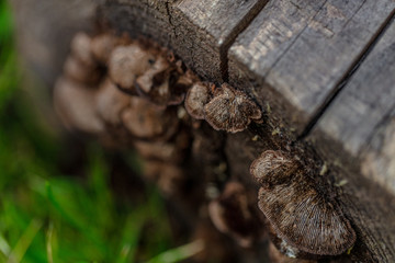 Mushrooms Attached on Log