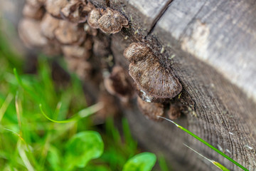 Mushrooms Attached on Log