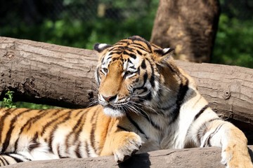 Beautiful Tiger in the Sun  