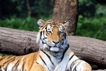 Beautiful Tiger in the Sun  