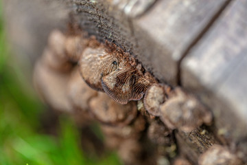 Mushrooms Attached on Log