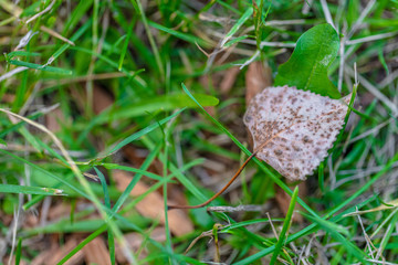 Leaf on ground in grass