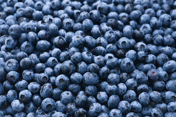Fresh blueberry background. Texture blueberry berries close up.