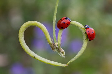 from nature ladybirds
