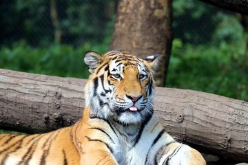 Beautiful Tiger in the Sun  