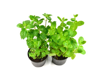 Fototapeta premium Fresh mint in a pot isolated on white background.