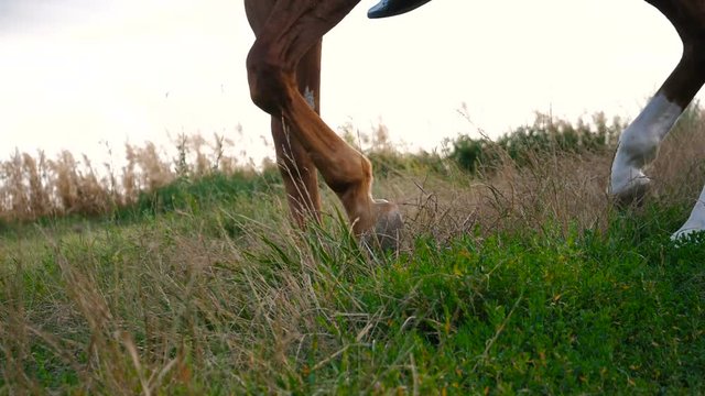 The hooves of horses walk in grass.