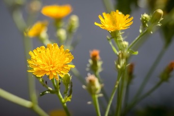yellow flowers in garden