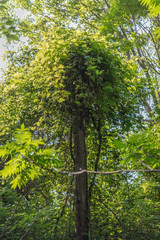 Obraz premium tree in the forest