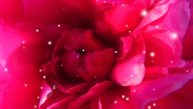 Dream video with red blossom and white light particles. Tender wedding or birthday footage. 4k resolution