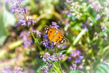 butterfly on flower