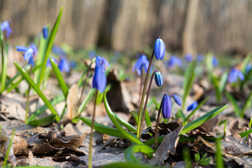 Blue scilla wild snowdrops blomming spring flowers nature macro in the forest. Nice beautiful romantic spring time photo close up wild nature