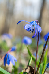 Blue scilla wild snowdrops blomming spring flowers nature macro in the forest. Nice beautiful romantic spring time photo close up wild nature
