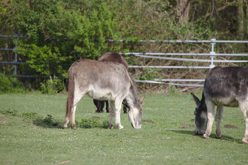 Naklejka na ściany i meble Three domestic donkeys grazing on a green field