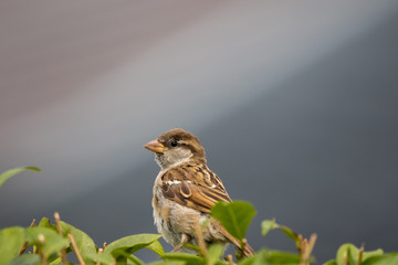 Female house sparrow - Passer domesticus	