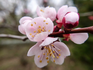 Cherry blooming macro spring nature pink flowers