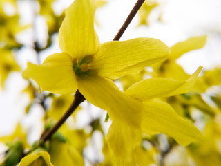 Obraz premium Yellow flowers macro with grey sky. Nature close up blooming flowers in spring photography.