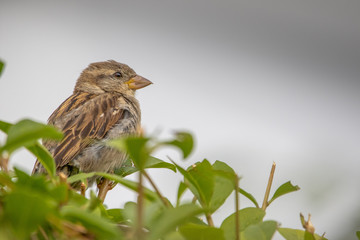 Female house sparrow - Passer domesticus	