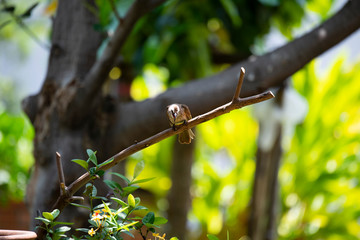 Yellow - vented bulbul