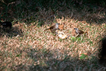 Yellow - vented bulbul