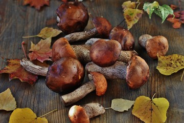 Forest mushrooms of the boletus (Leccinum) and autumn leaves on a wooden table. country style