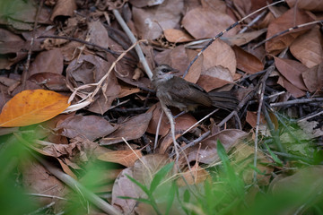 Yellow - vented bulbul