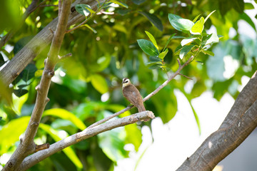 bird on branch