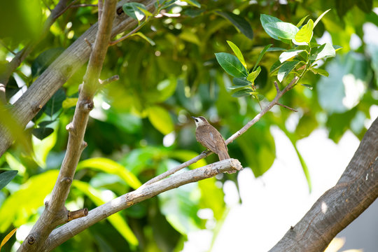 Yellow - vented bubul