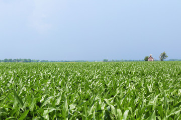 Corn field with Crib in the background