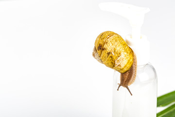 Cosmetics made with snail slime. Very healthy and organic products.