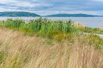 Prairie Grass And Ocean Landscape