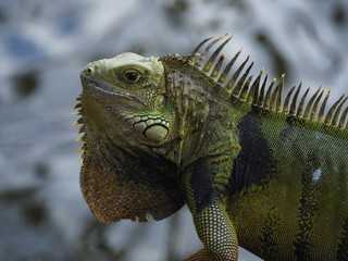 Big Green Iguana