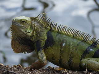 Big Green Iguana