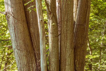Tree Stumps With Branches of Leafs