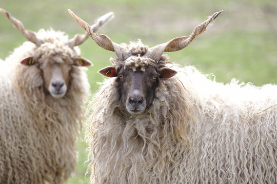 Two hungarian racka sheep looking into the camera