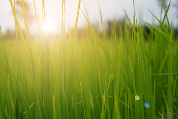 Green rice plant pattern background