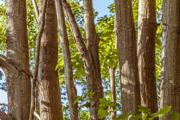 Tree Stumps With Branches of Leafs